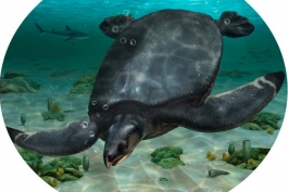Ispanijoje aptiktos dinozaurų eros jūros vėžlio fosilijos