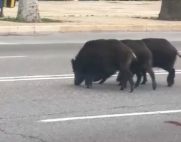 Šernai svečiavosi Malagos parke 