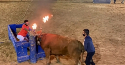 Ispanijoje vėl kankinami buliai: ant galvos pritvirtinamas rėmas, kurį vėliau padega  