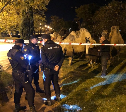 Madride policija sulaikė naktį pabėgusius kupranugarius