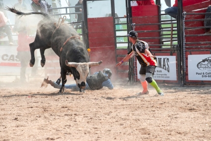 Ispanija atšaukia nacionalinę premiją už kovą su buliais 